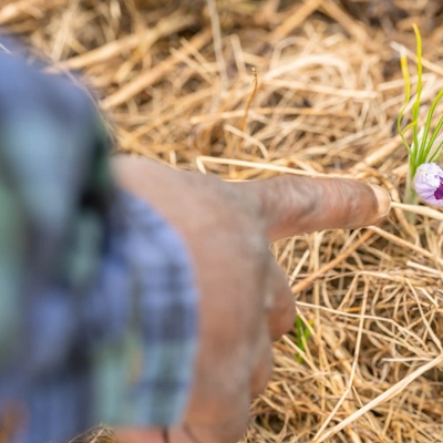 Scoping out a saffron plant.<br>