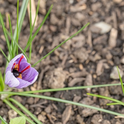 Saffron plant being visited by a bee.