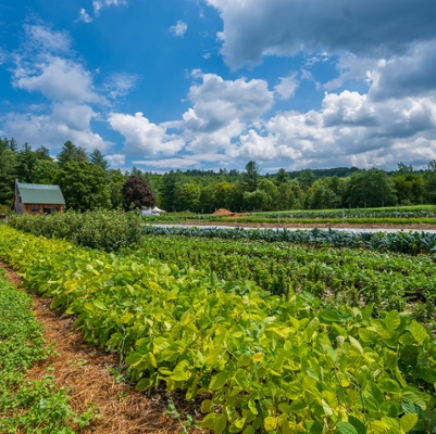 Farm landscape