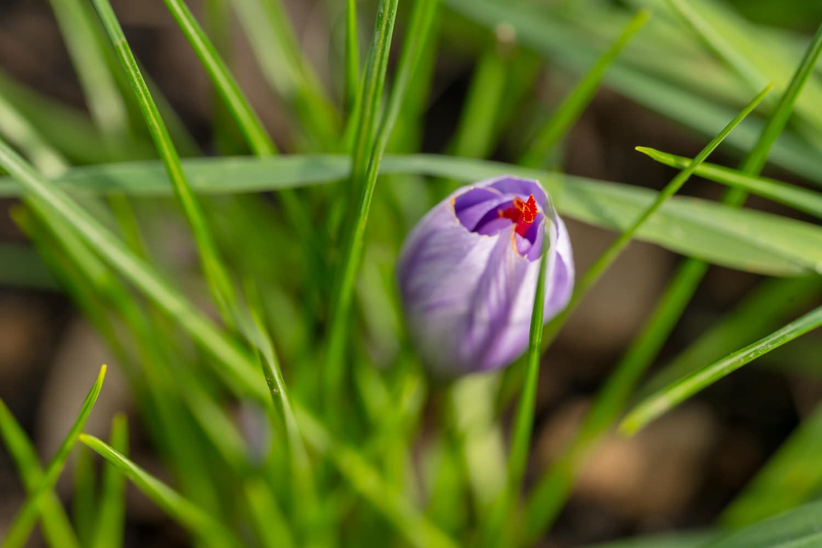 A shy saffron plant.<br>
