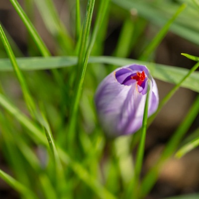 A shy saffron plant.<br>