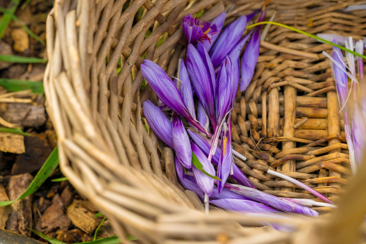 Picked saffron plants.<br>