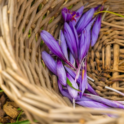 Picked saffron plants.<br>