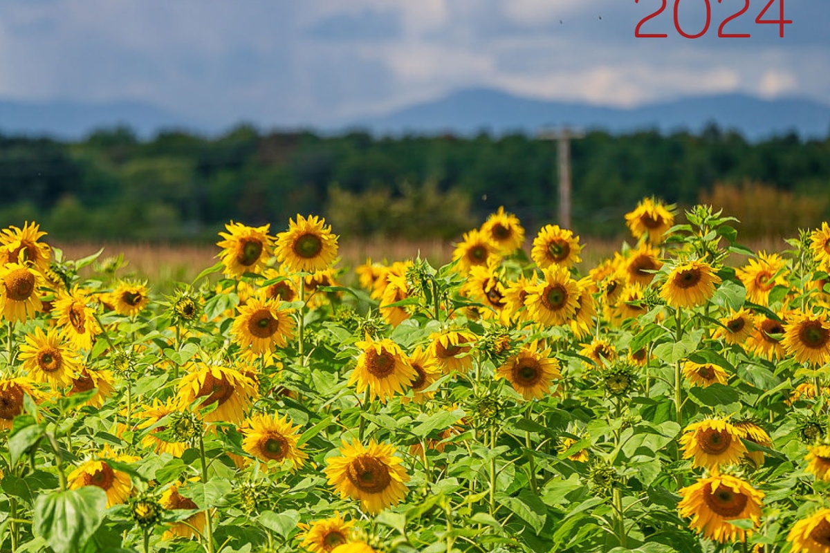 2024 Hunger Mountain Coop Calendar StoryWorkz   A7B88EFA 5E0A 4AC1 A6728618DF2BE13F Landscape 