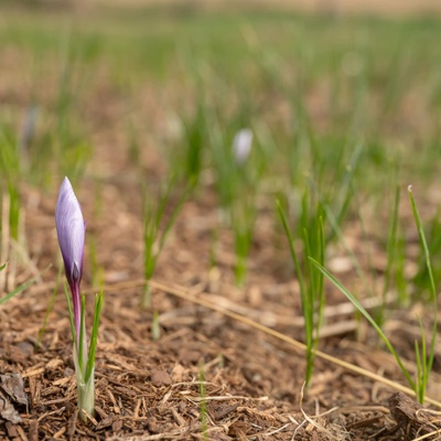 Saffron plant.