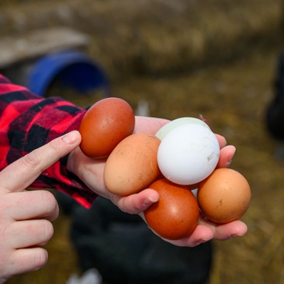 Varieties of eggs.